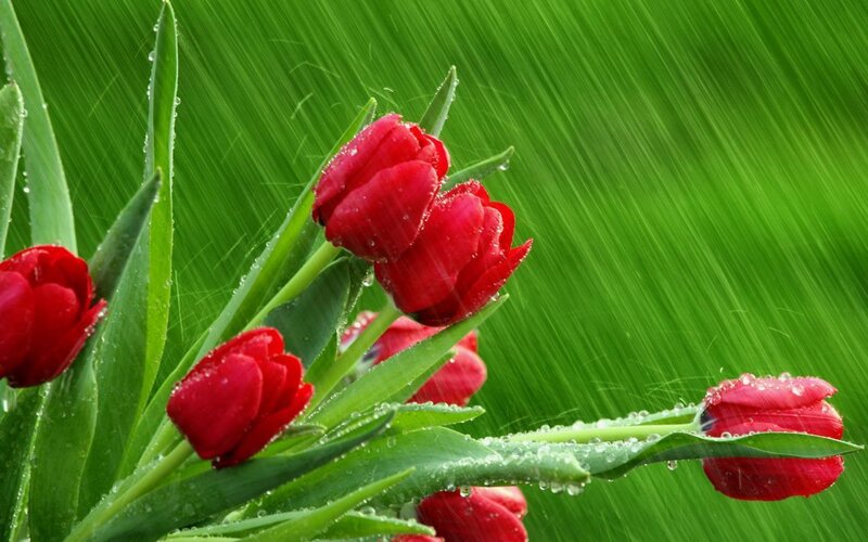 Red Tulips in Rain — Calm