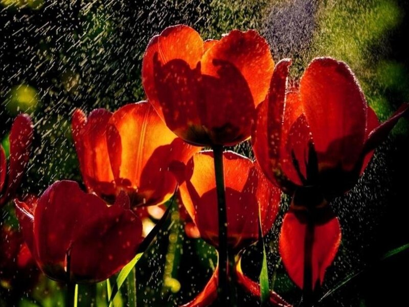 Red Tulips in Rain — Dramatic, Afternoon, Photograph