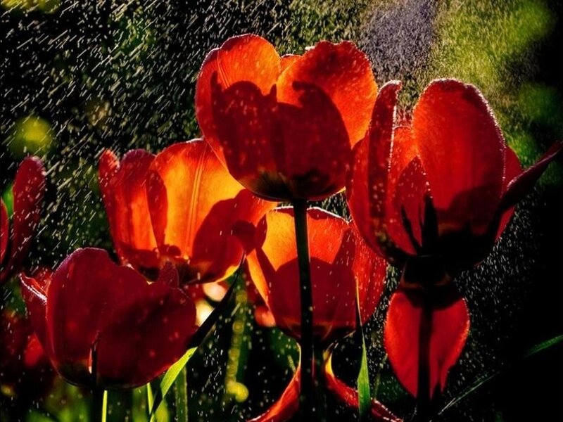 Red Tulips in Rain — Dramatic, Afternoon