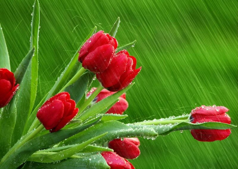 Red Tulips in Rain — Dramatic, Spring, Photograph, Green Grass, Leaves