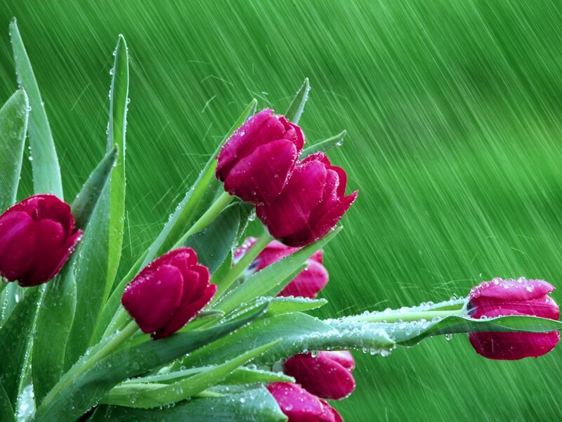 Red Tulips in Rain — Dramatic, Spring, Photograph, Green Leaves