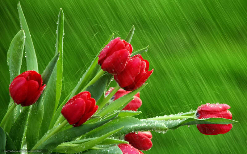 Red Tulips in Rain — Dramatic, Spring, Photograph, Leaves, Drops