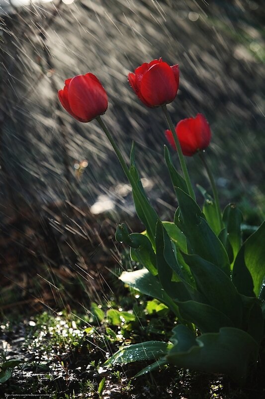 Red Tulips in Rain — Dramatic, Spring, Photograph, Leaves