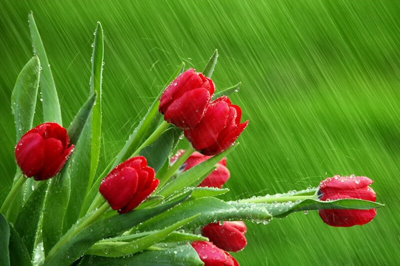 Red Tulips in Rain — Dramatic, Spring, Photograph