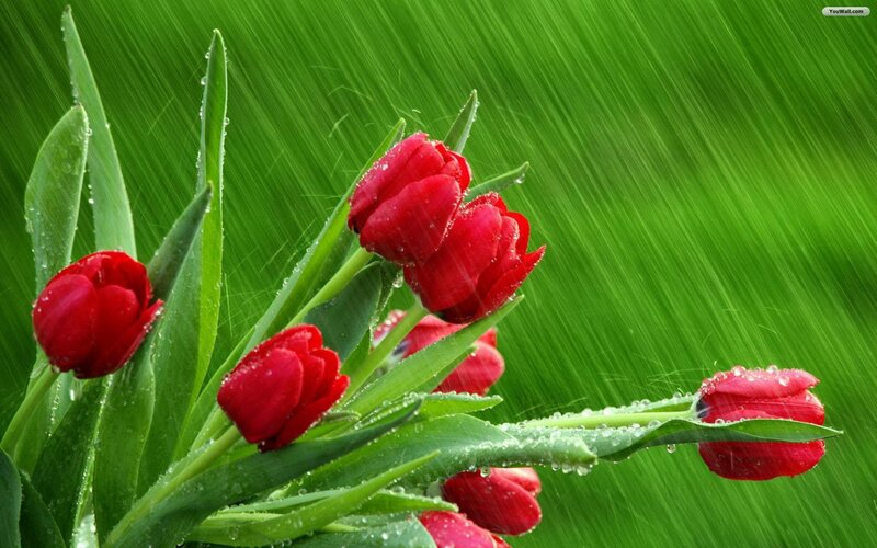 Red Tulips in Rain — Dramatic, Spring