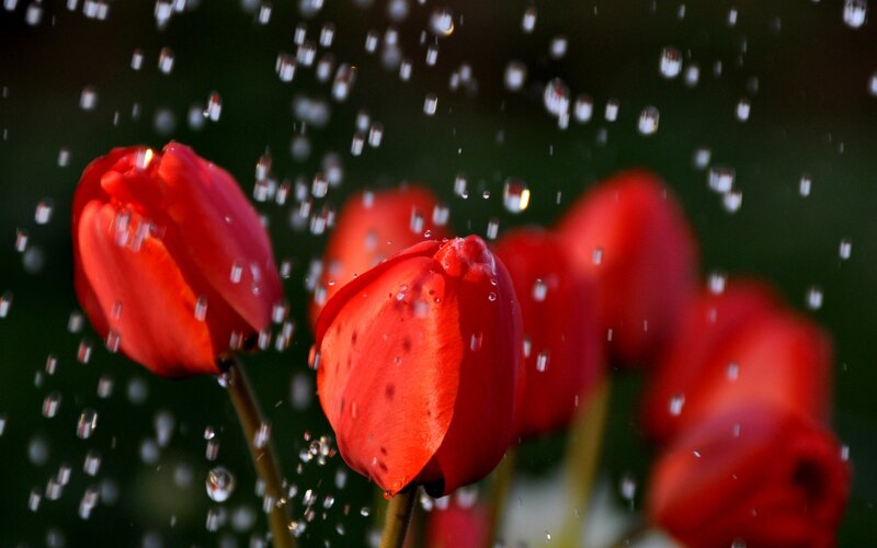 Red Tulips in Rain — Dramatic, Sunset