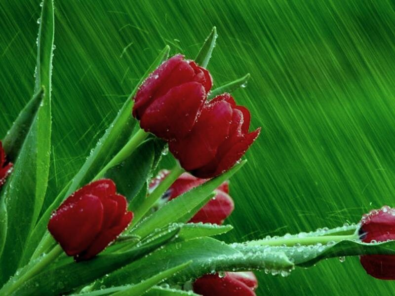 Red Tulips in Rain — Dramatic