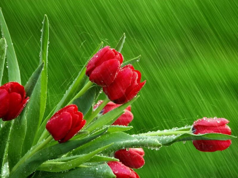 Red Tulips in Rain — Photograph