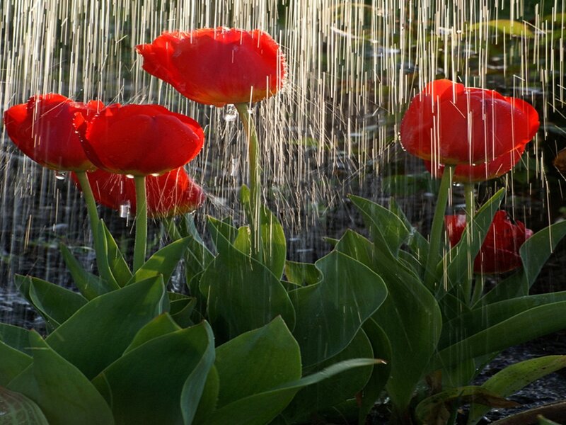 Red Tulips in Rain — Serene, Afternoon