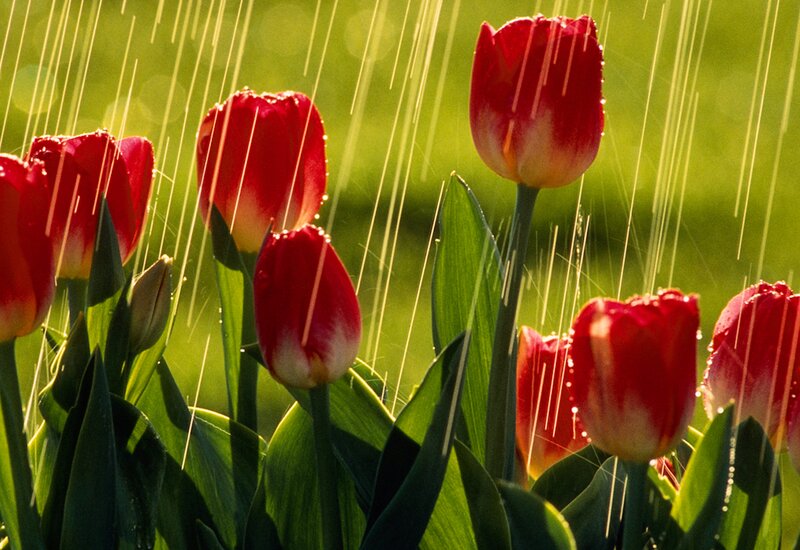 Red Tulips in Rain — Serene, Morning