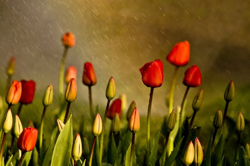 Red Tulips in Rain — Serene, Spring, Photograph, Buds