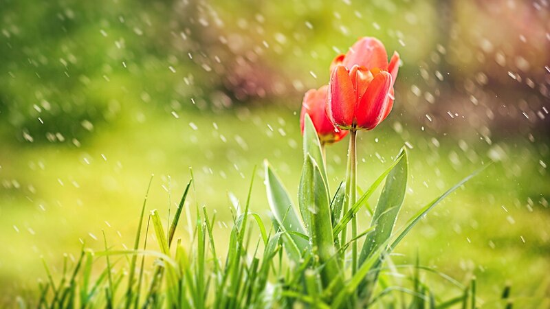 Red Tulips in Rain — Serene, Spring, Photograph, Grass