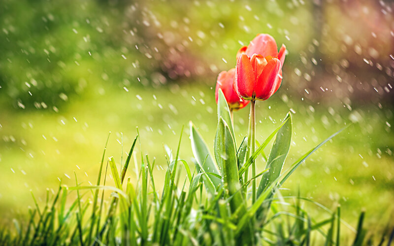Red Tulips in Rain — Serene, Spring, Photograph