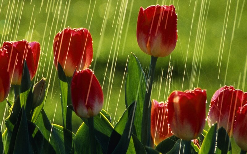 Red Tulips in Rain — Serene, Spring