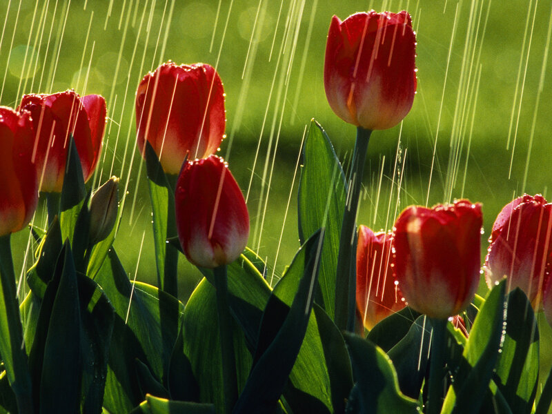 Red Tulips in Rain — Serene