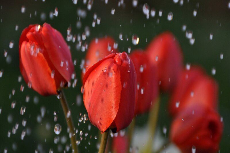 Red tulips in rain shower