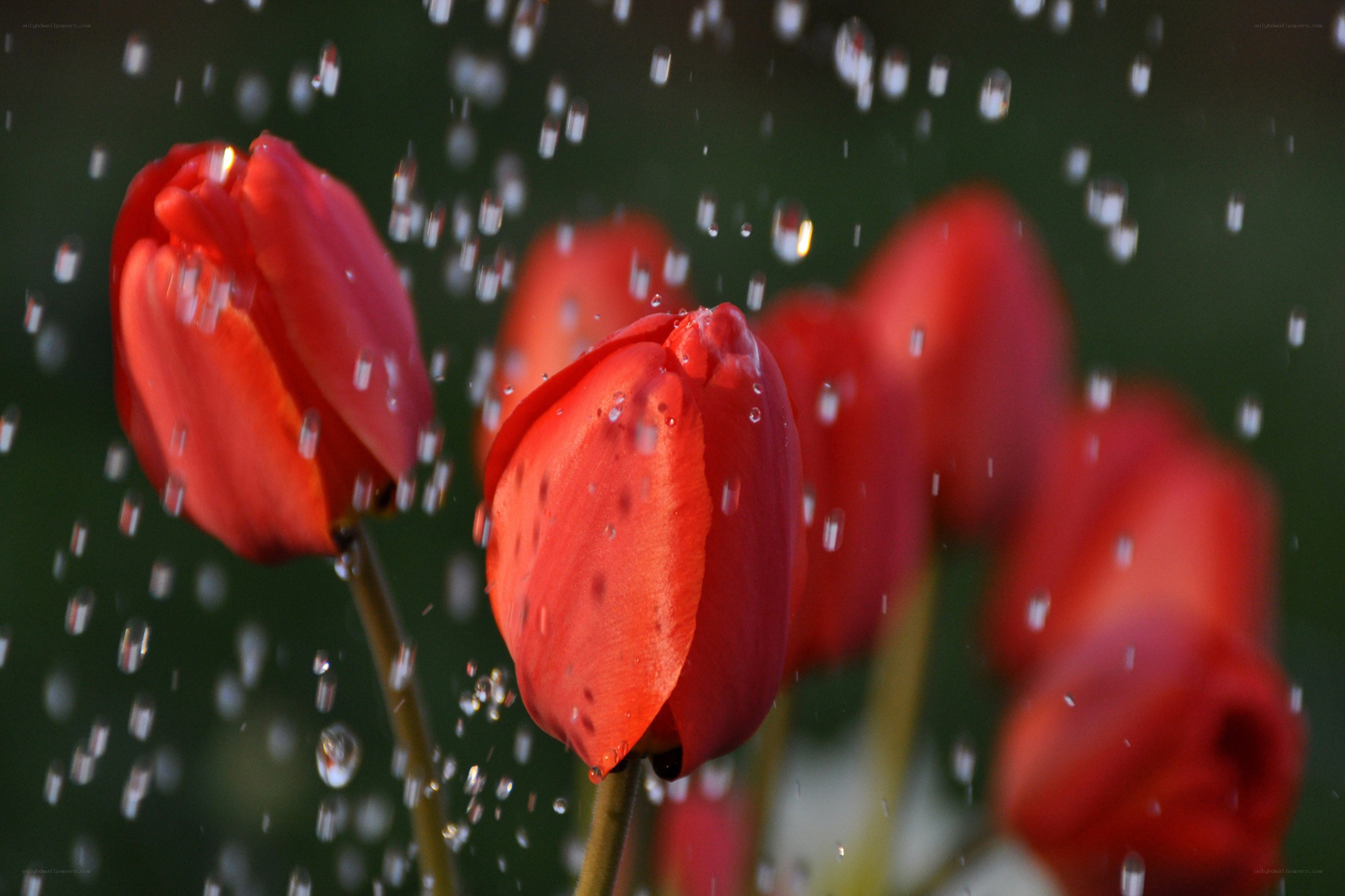 Red tulips in rain shower
