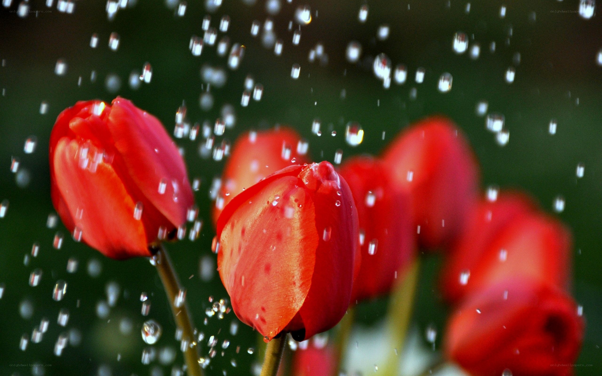 Red tulips in rain shower