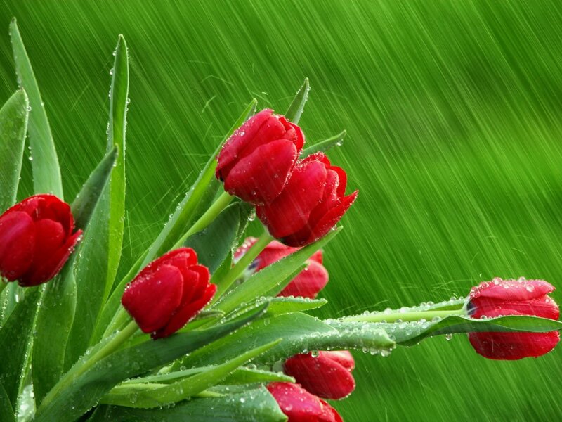Red Tulips in Rain — Spring