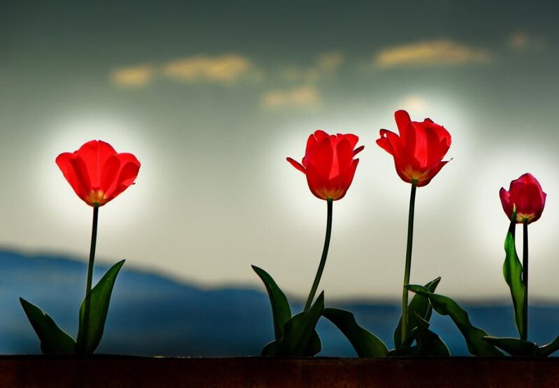 Red Tulips in Silhouette