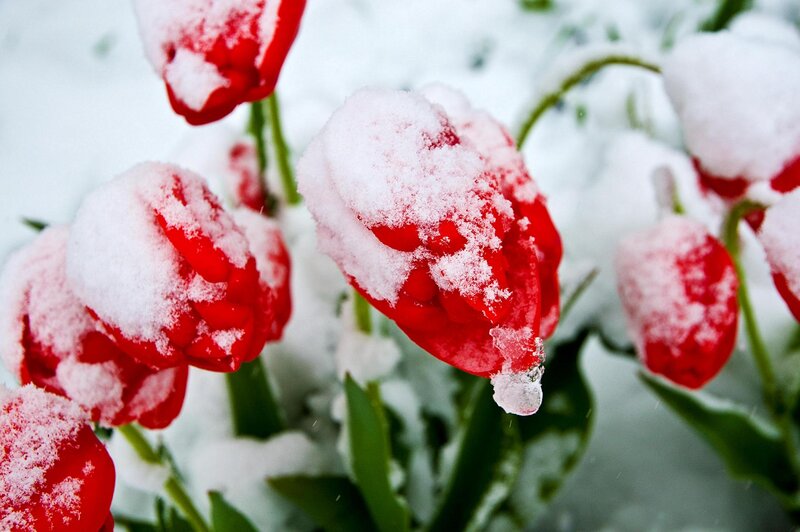 Red Tulips in Snow — Calm