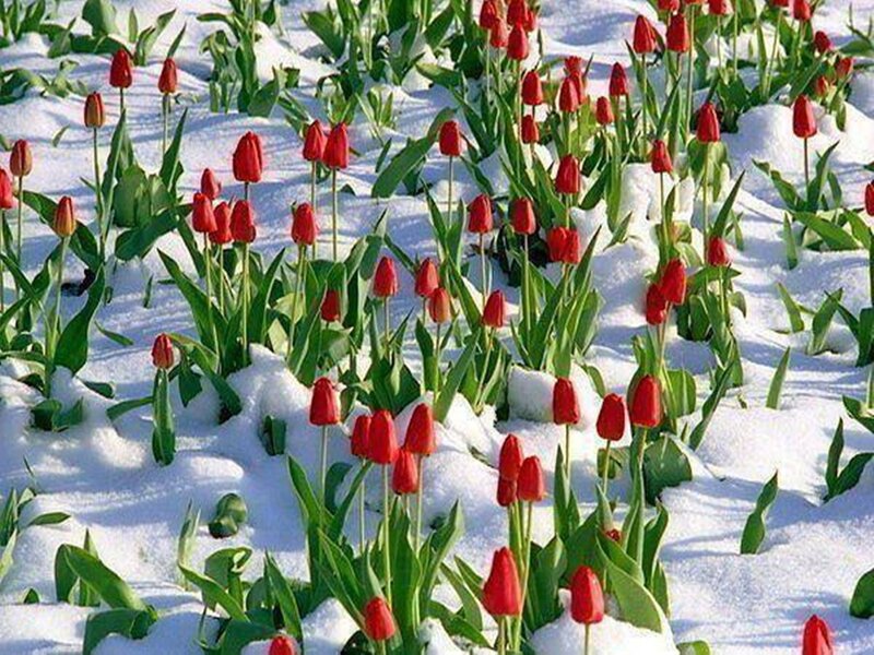 Red Tulips in Snow — Serene