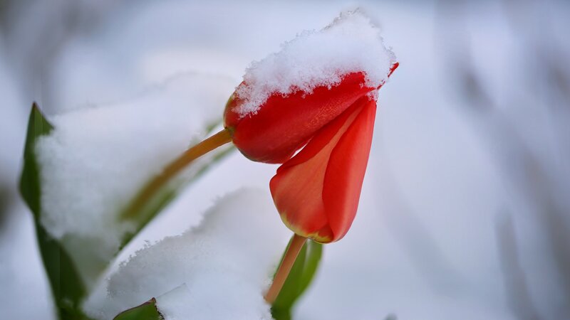 Red Tulips in Snow — Serene, Winter