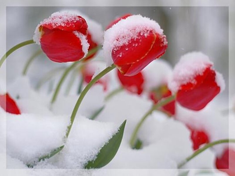 Red Tulips in Snow