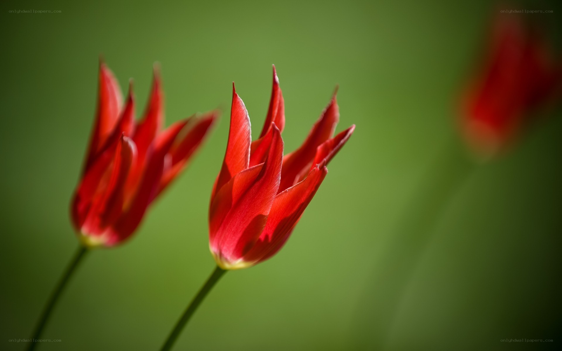Red tulips in soft focus