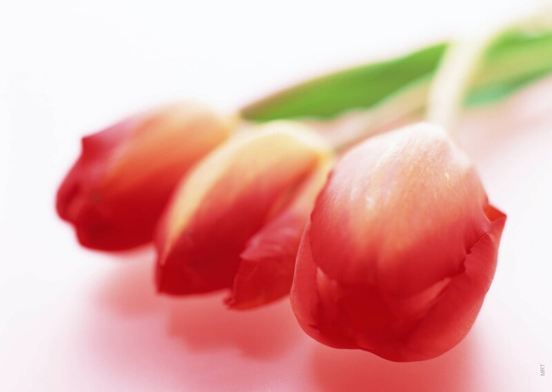 Red tulips in soft focus