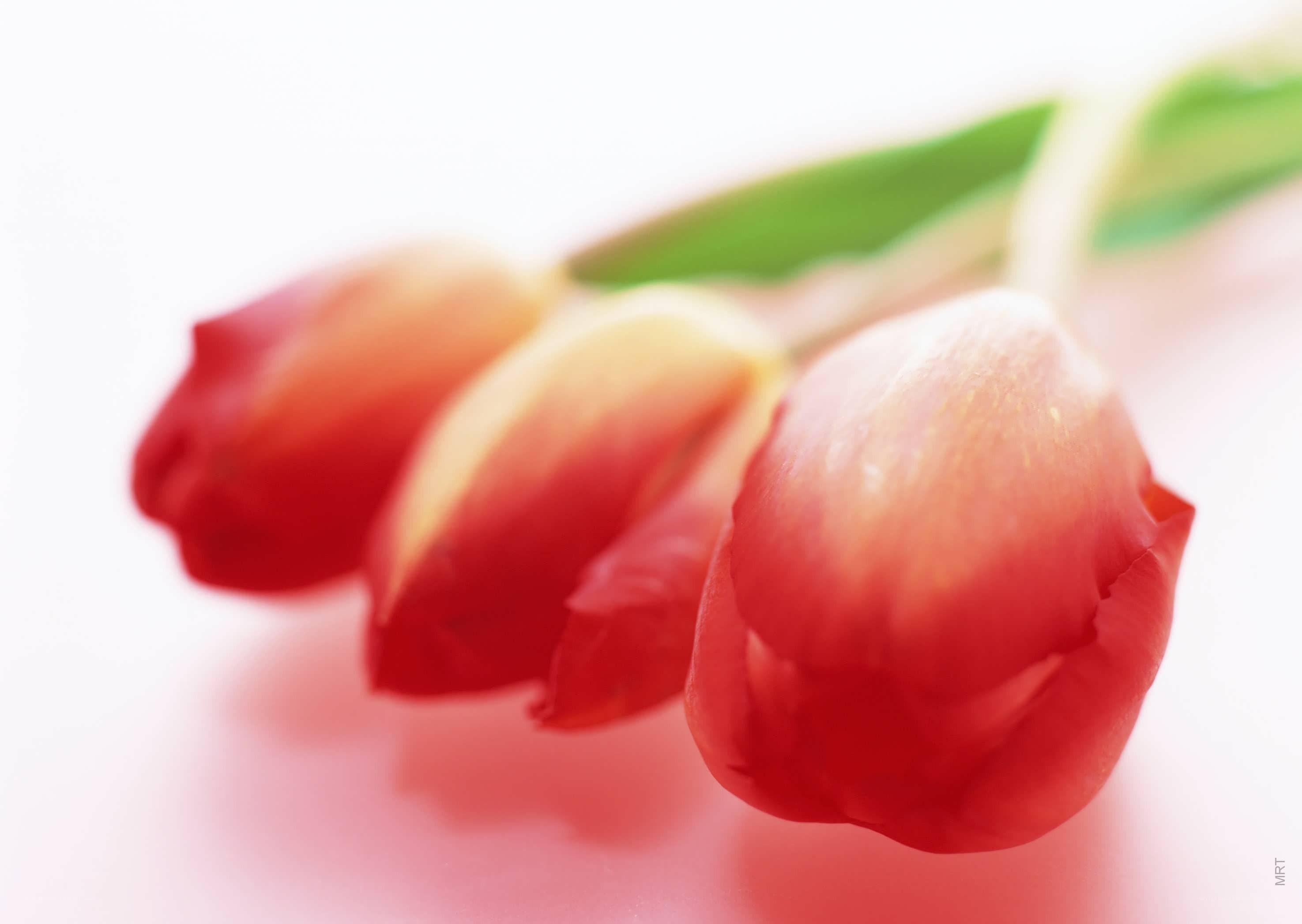 Red tulips in soft focus