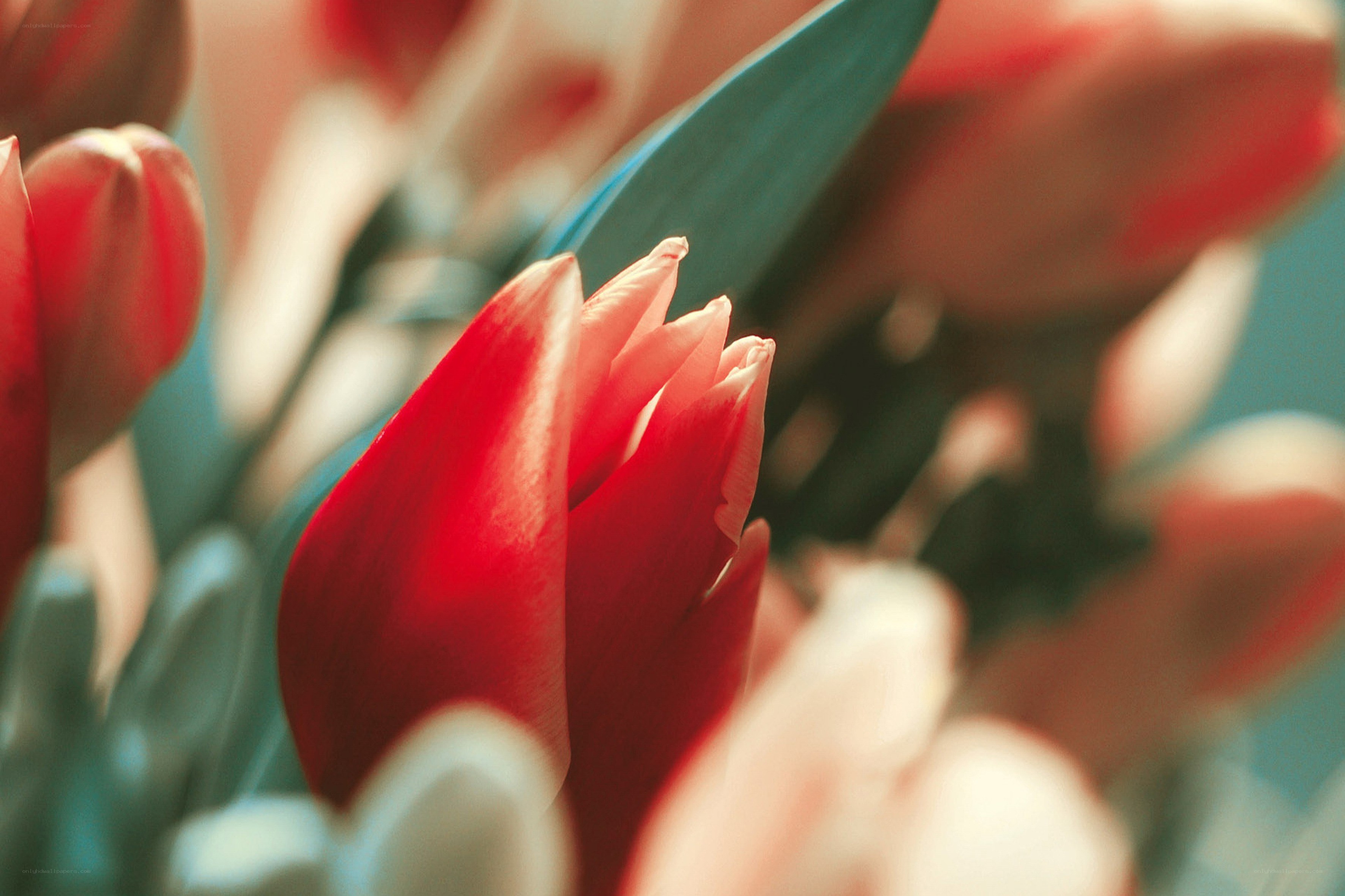 Red tulips in soft focus