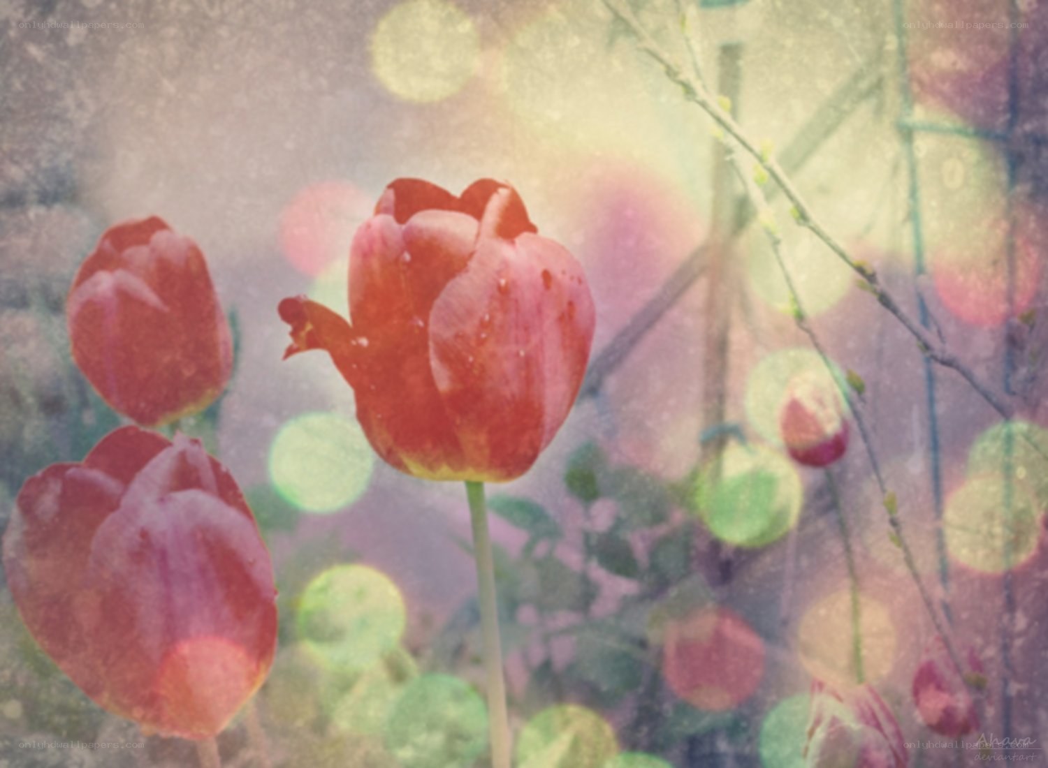 Red tulips in soft focus