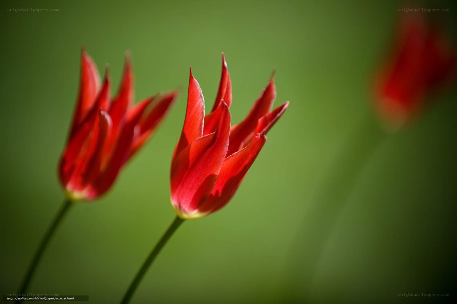 Red tulips in soft focus