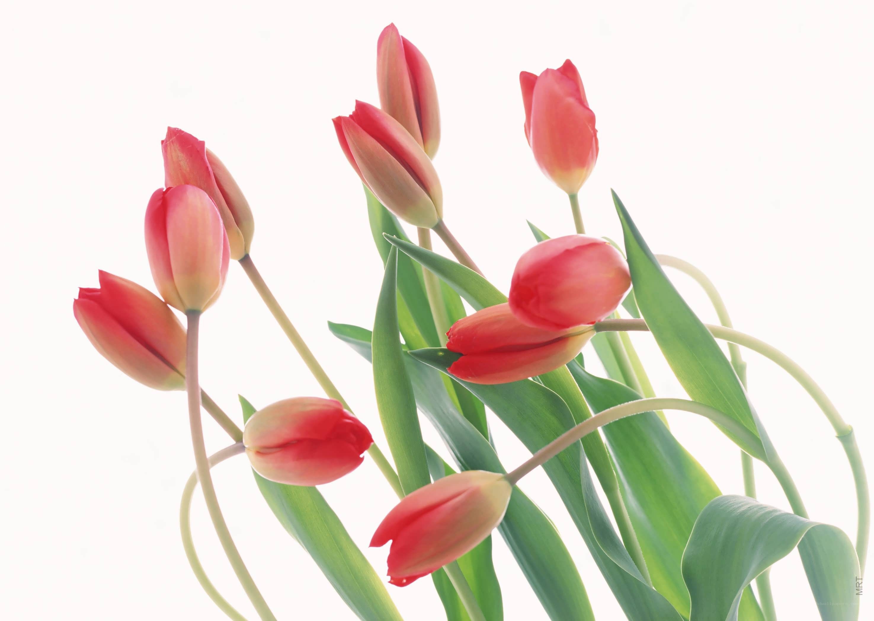 Red tulips in soft light