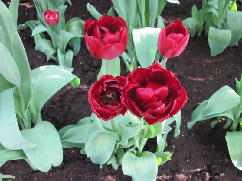 Red Tulips in Soil — Calm, Spring, Photograph, Leaves, Flowers