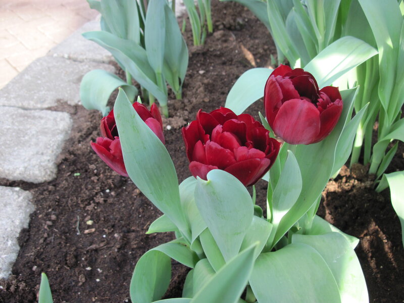 Red Tulips in Soil — Calm, Spring, Photograph, Leaves