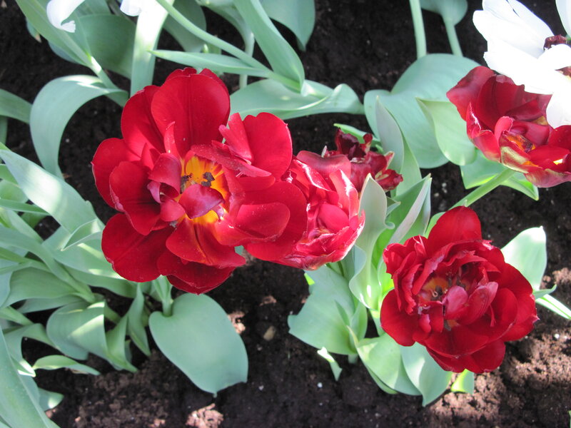 Red Tulips in Soil — Calm, Spring, Photograph, Leaves, White Flower