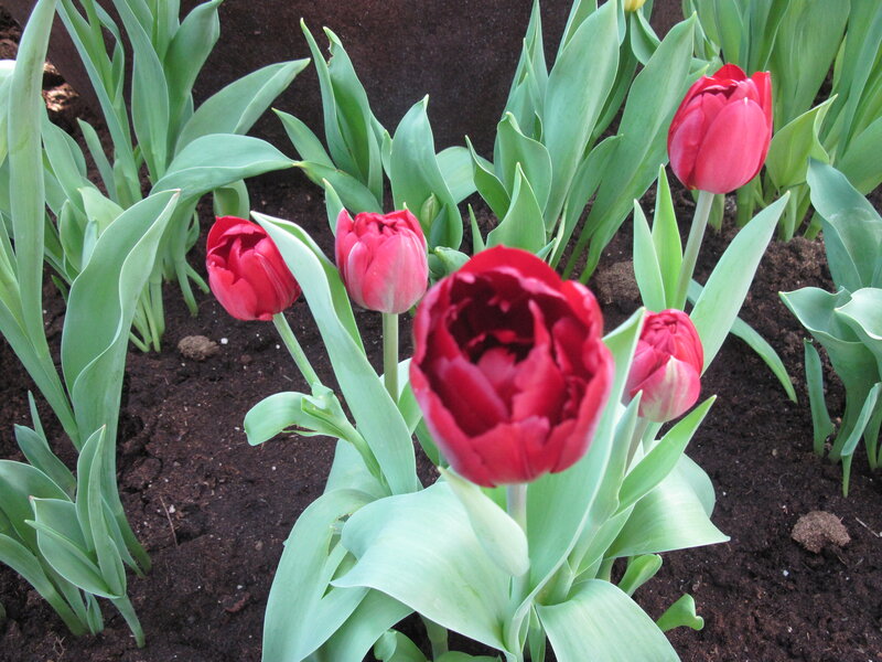 Red Tulips in Soil — Calm, Spring, Photograph