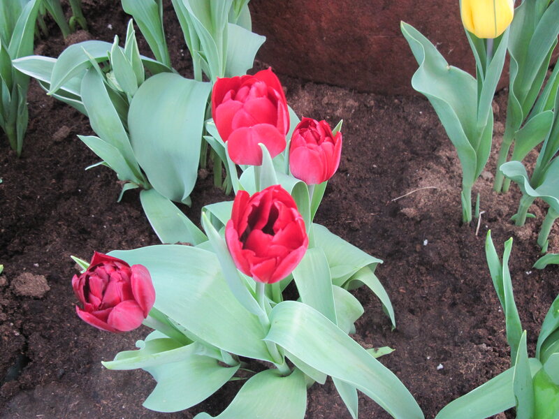 Red Tulips in Soil — Calm, Spring