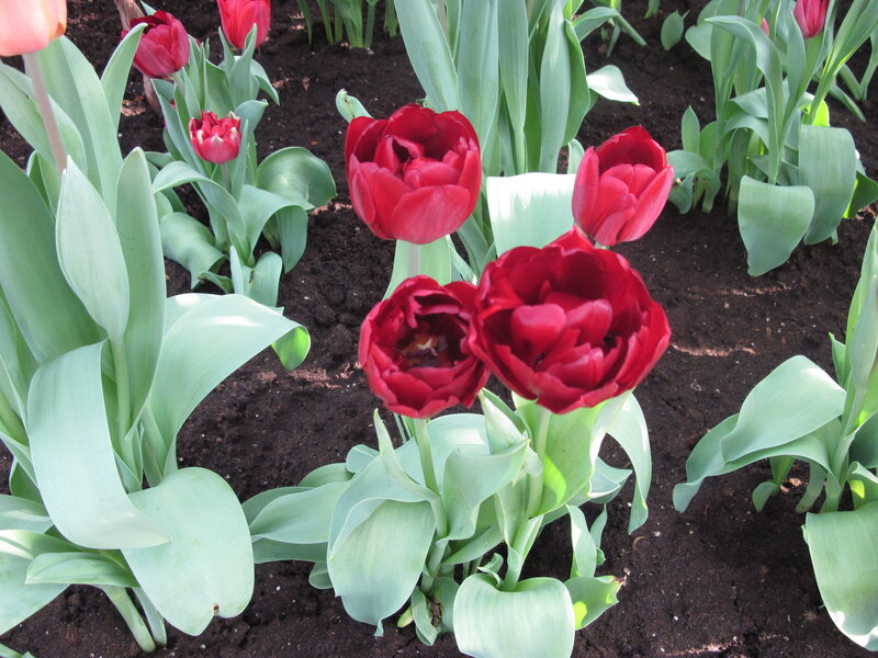 Red Tulips in Soil — Calm