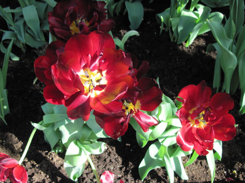 Red Tulips in Soil — Natural