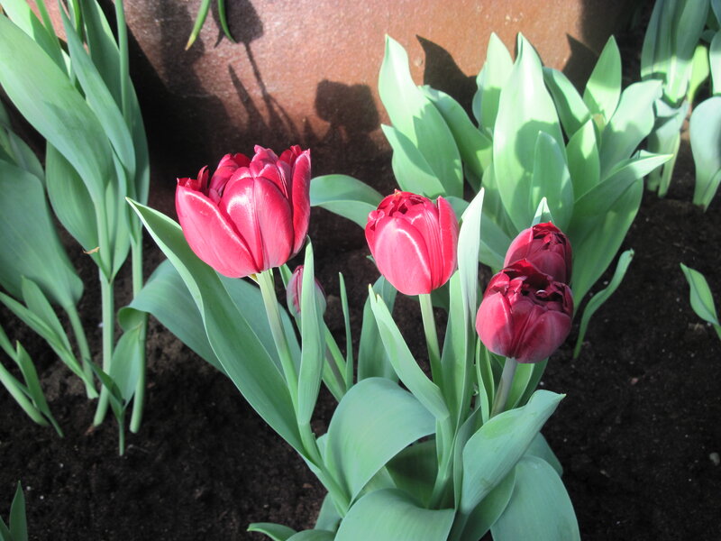 Red Tulips in Soil — Serene, Afternoon