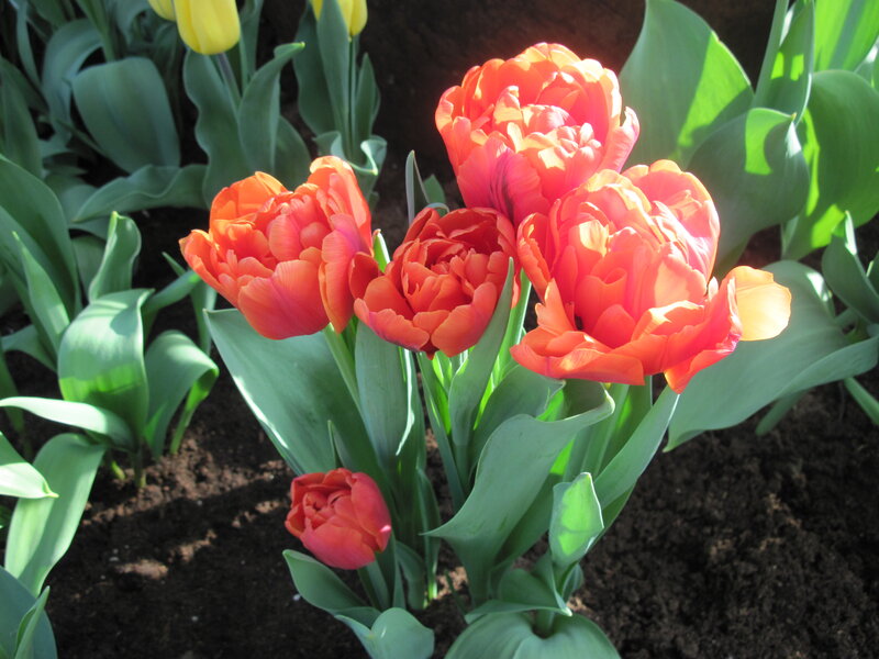 Red Tulips in Soil — Serene