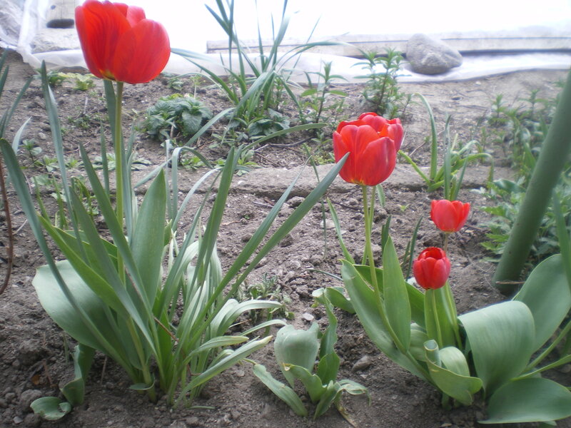 Red Tulips in Soil