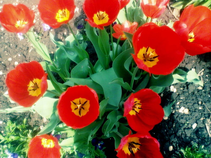 Red Tulips in Soil — Vibrant