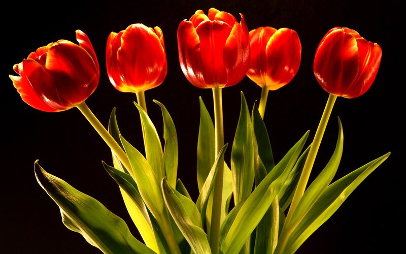Red tulips in spotlight