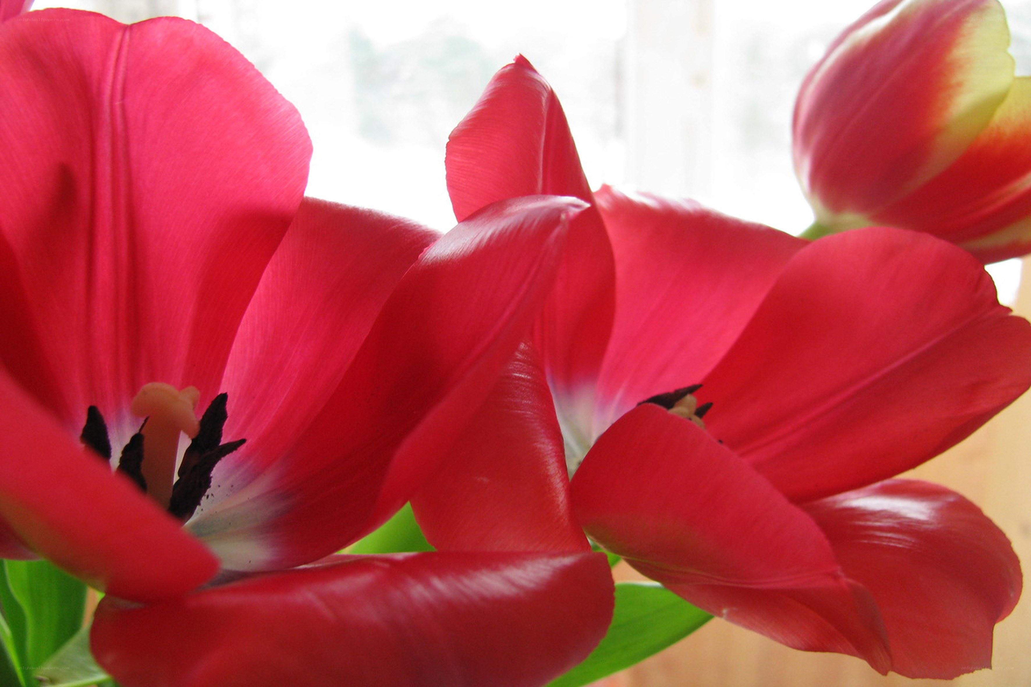 Red tulips in sunlight