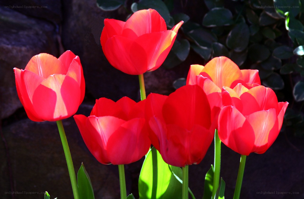 Red tulips in sunlight