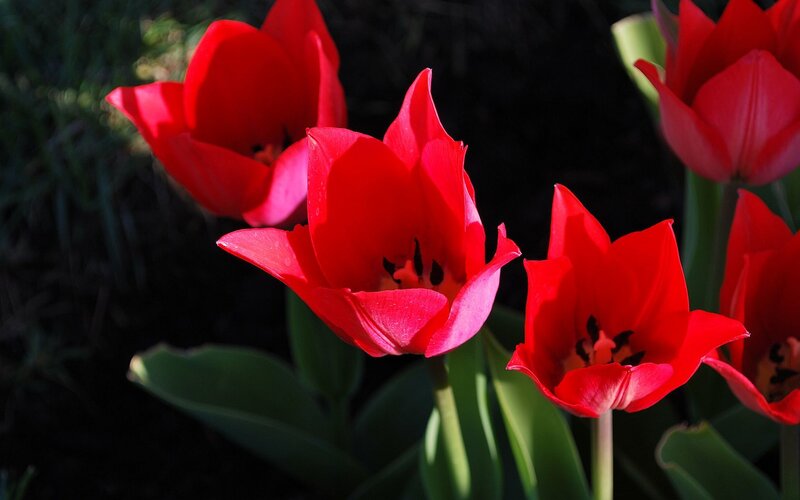 Red tulips in sunlight